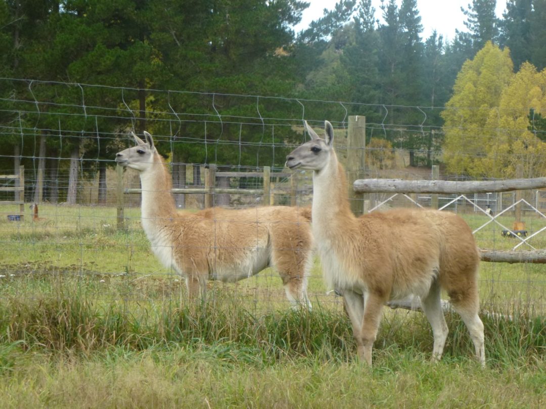 Llamas for Stud Fidel de Patagonia New Zealand Llama Association