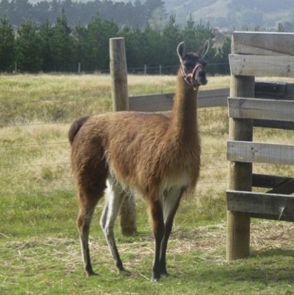 Les Races de Lama : Q'ara, Chaku, Llamingo, Suri, Ccara sullo, Wooly –  Super Lama