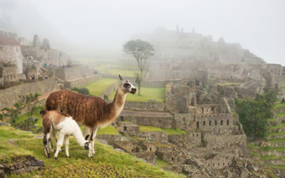Research on Llamas, Alpacas and the Inca Empire