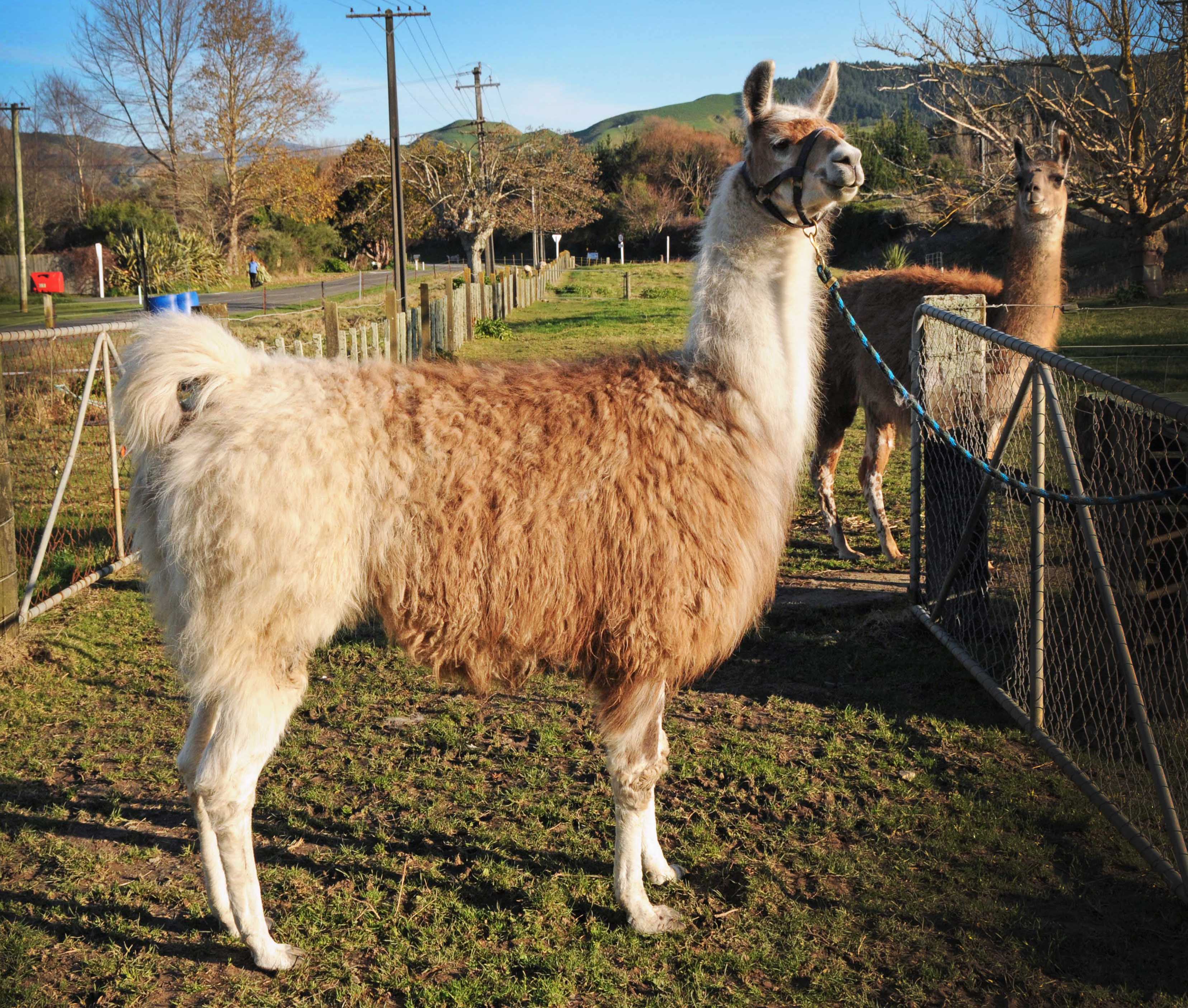 Llamas for Stud: Champenoise Estefan | New Zealand Llama Association