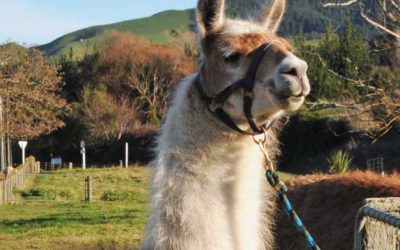 Llamas for Stud: 	Champenoise Estefan