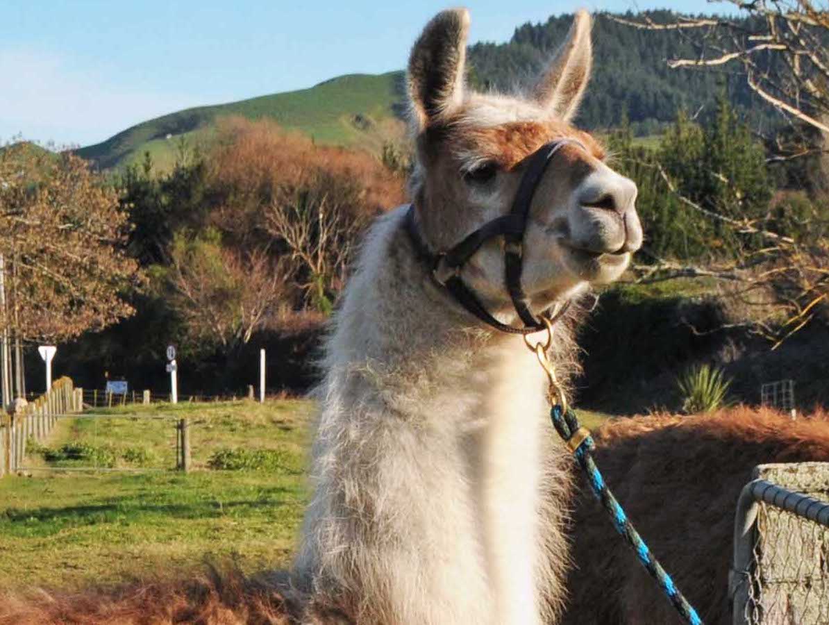 Llamas for Sale or Stud New Zealand Llama Association