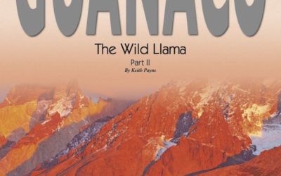 The Wild Llama Part II By Keith Payne