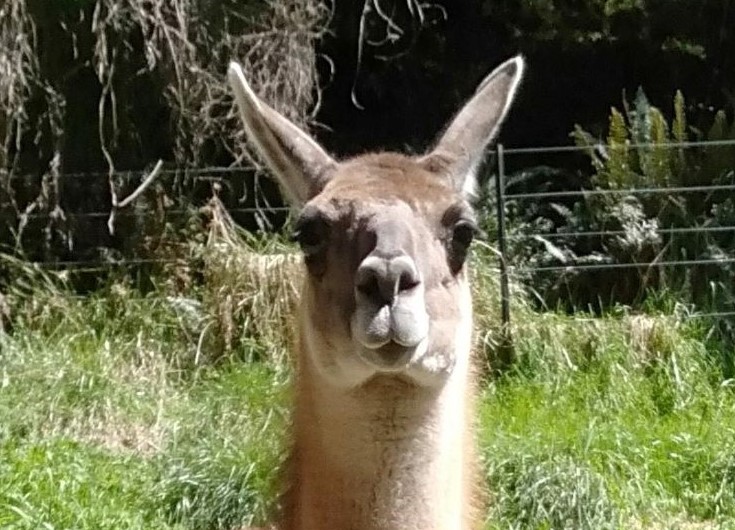 Llamas for Stud: 	Barney