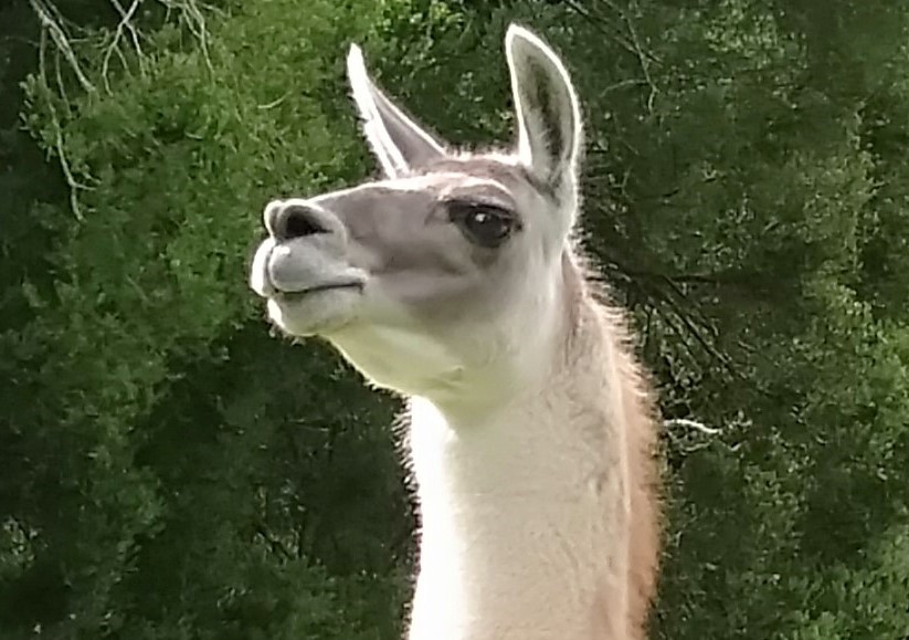 Llamas for Stud: 	Stevie