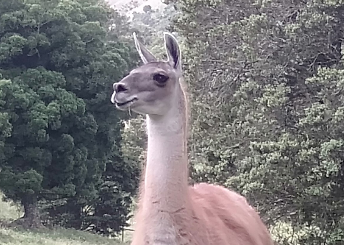 Llamas for Stud: 	Oscar